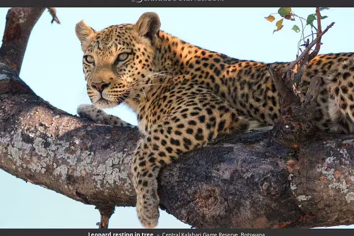 Wildlife Safari