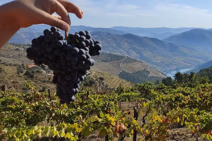 Hand holding ripe wine grapes over terraced Douro Valley vineyards on a premium wine tour in Portugal