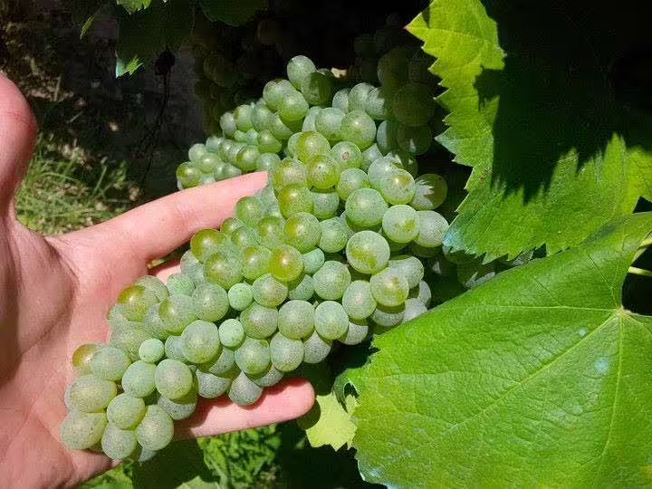 Hand holding ripe green wine grapes on the vine, showcasing local harvest during immersive vineyard trekking and tasting tour