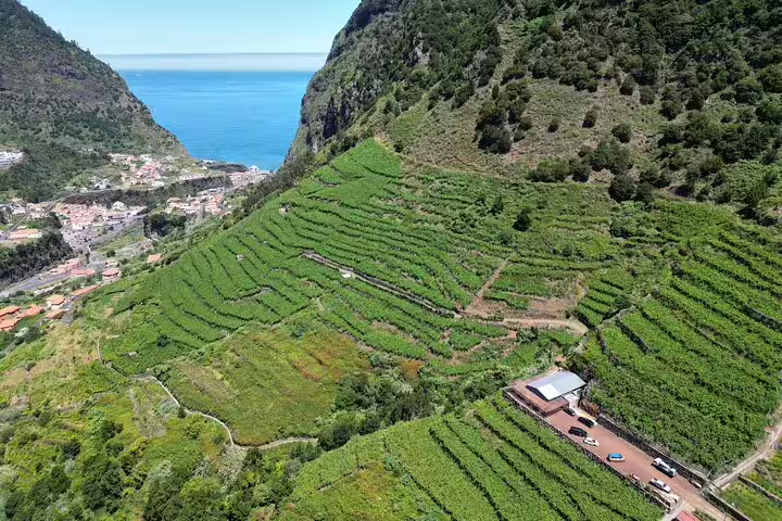 Aerial view of lush vineyards with ocean backdrop on a 4x4 Jeep adventure to Cabo Girão Skywalk, ideal for wine tasting tours.