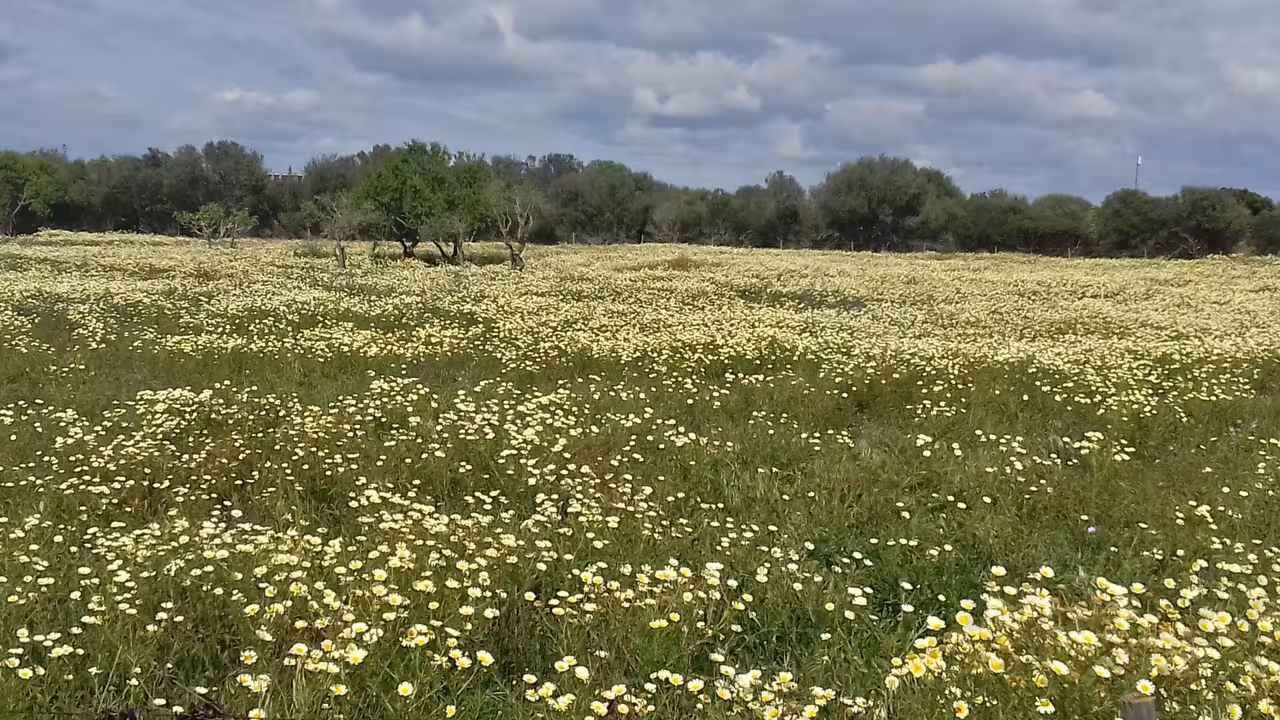 Scenic field of wildflowers under a cloudy sky, offering a picturesque view during the off-road wine tasting tour.