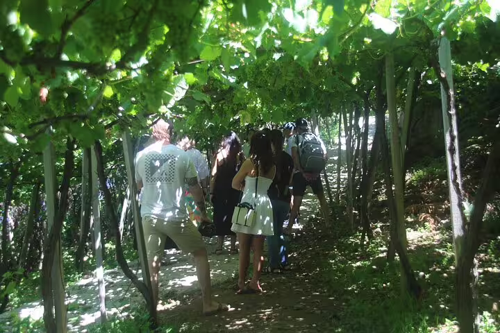 Group exploring lush vineyard path on wine tasting tour, perfect for nature and adventure enthusiasts.
