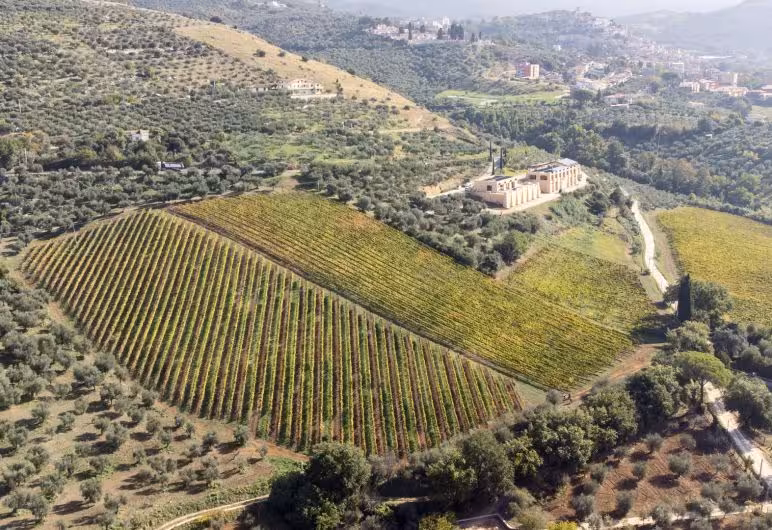 Scenic aerial view of lush vineyards near Rome, perfect for immersive wine tours and tasting experiences.
