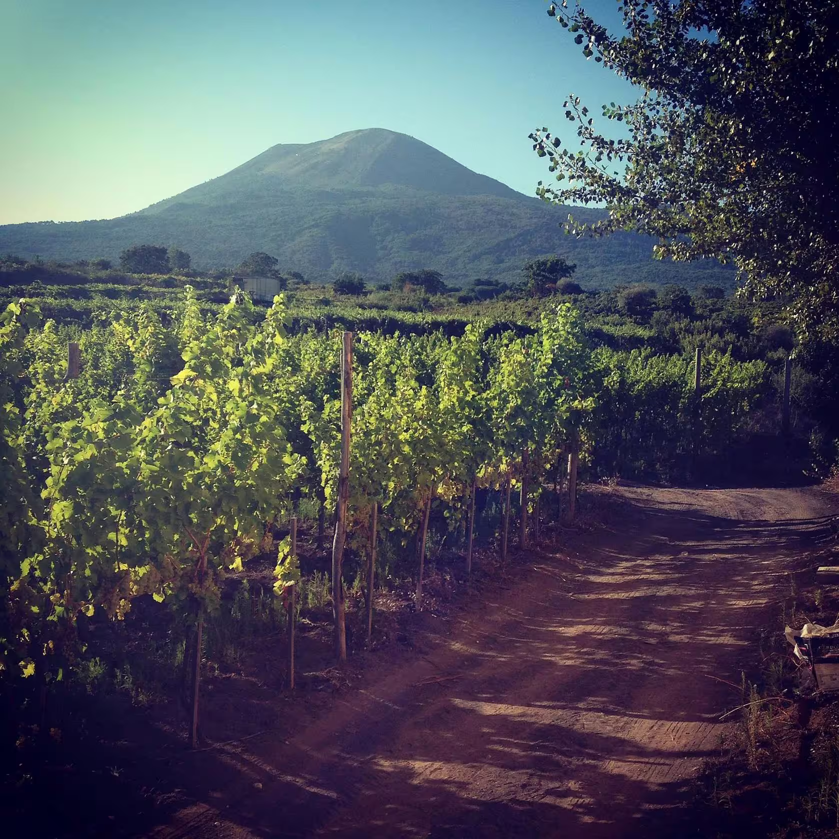 Scenic wine trekking trail through lush vineyards with a volcanic mountain backdrop, perfect for aperitif, lunch or dinner