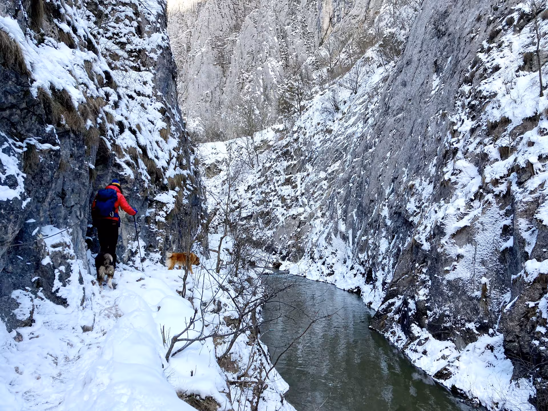 Hiker with two dogs trekking a snowy canyon gorge with a river in winter, near Cluj-Napoca Romania
