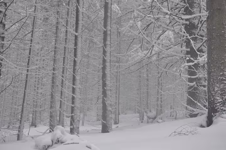 Snow-covered trees in a misty winter forest in Taga Mountains near Brasov
