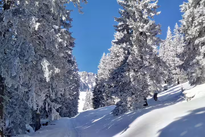 Snow-covered pine forest trail in Piatra Craiului mountains under clear blue winter sky