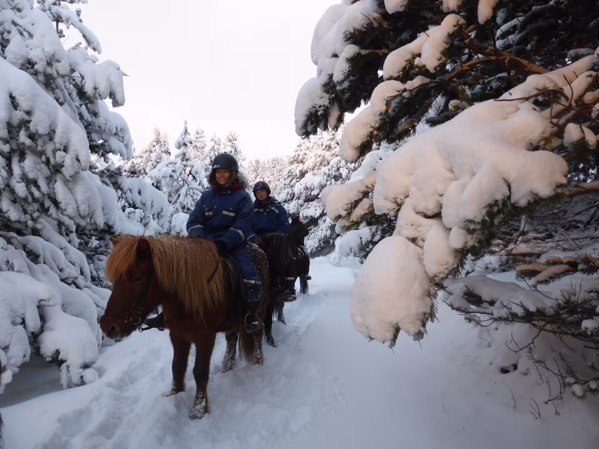 Winter Icelandic horse riding tour through snowy forest, 03C Horses and Hot Springs adventure