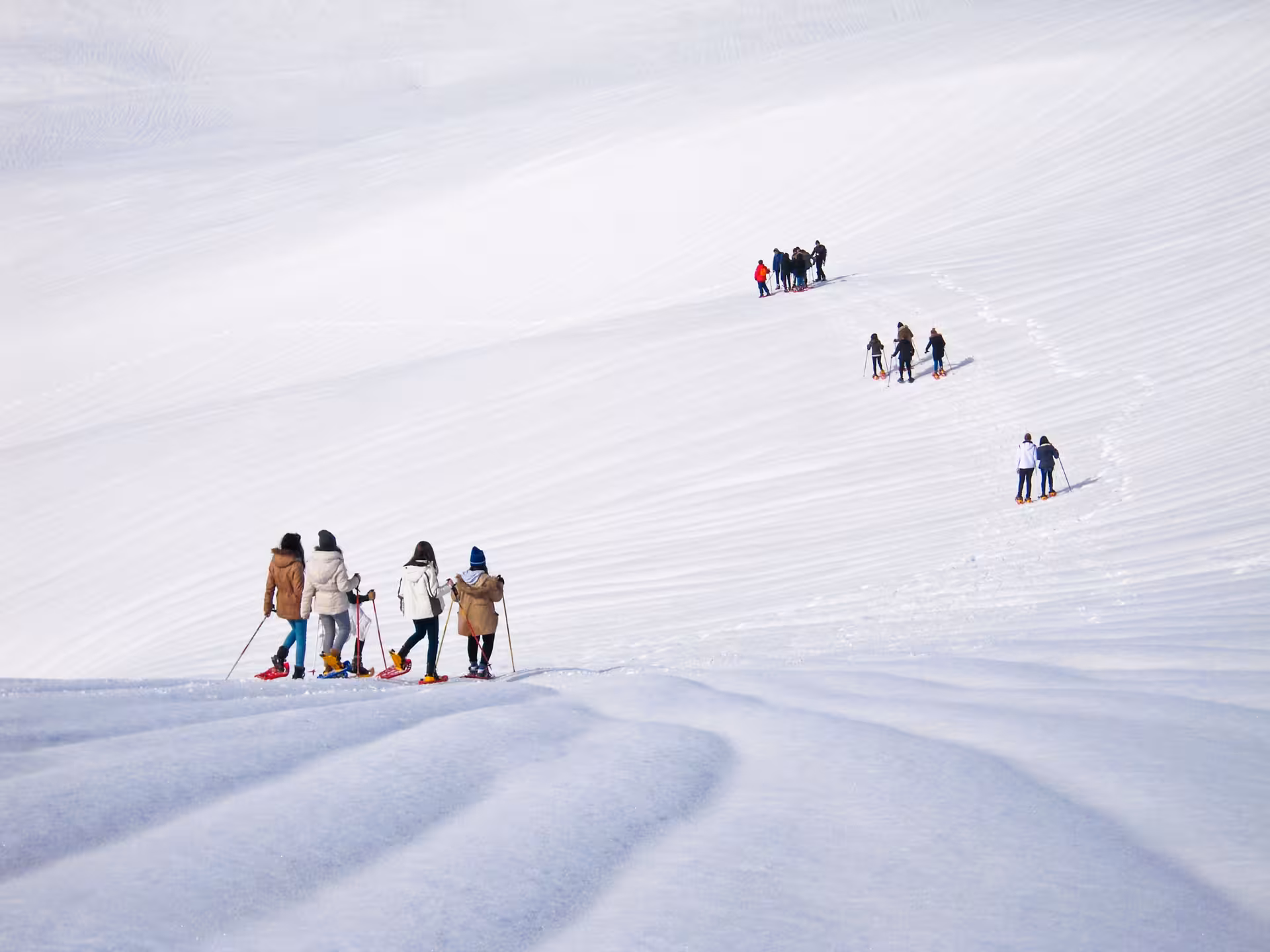 Groups of visitors snowshoeing up a wide snowy slope during a winter snowshoeing tour