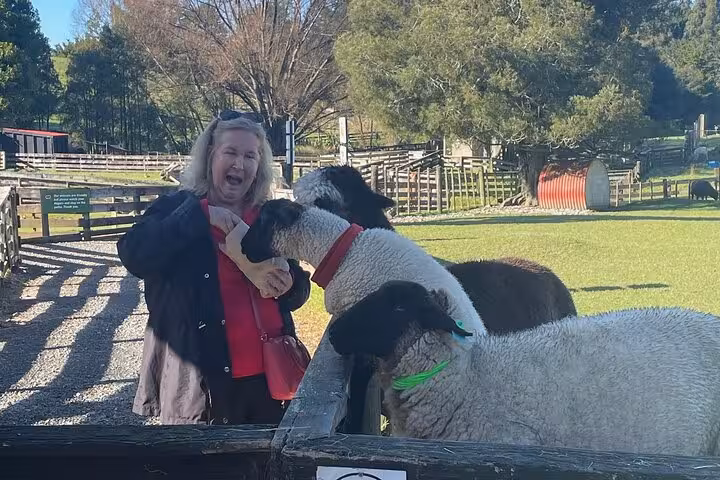 Woman feeding curious sheep at Sheep World farm experience on Auckland countryside tour, perfect for animal lovers.