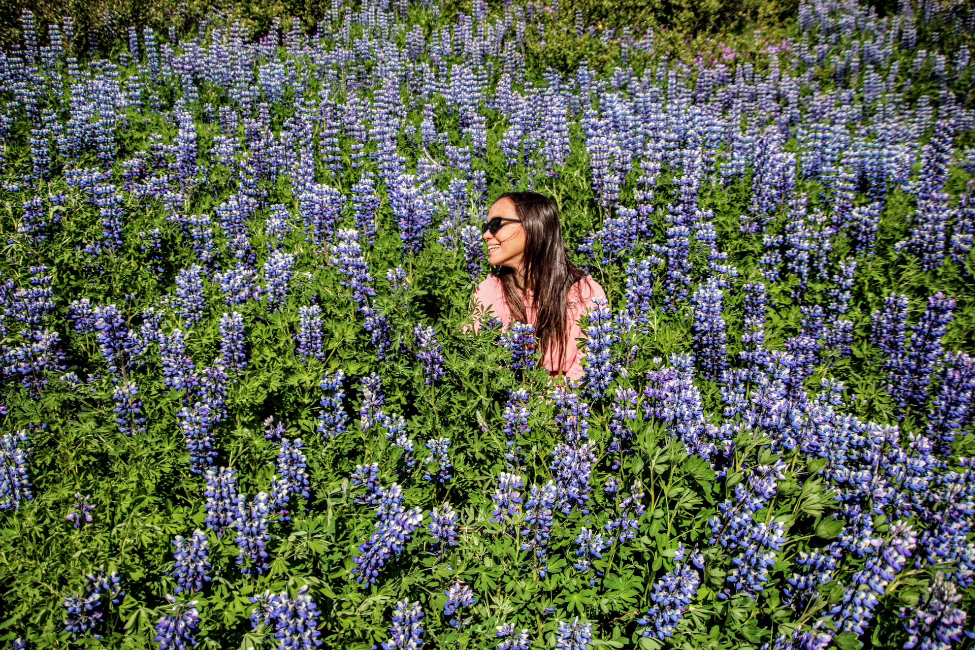 Woman smiling in a dense field of purple lupine flowers in Iceland