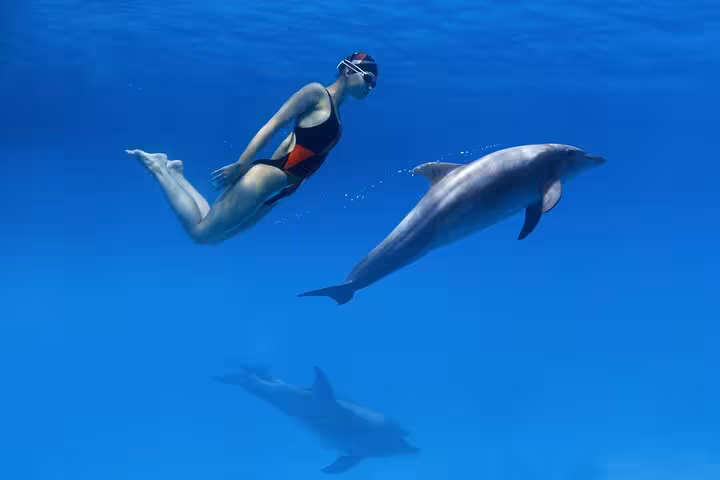 Woman snorkeling beside a dolphin at Dolphin House Hurghada, Red Sea swim with dolphins tour with lunch