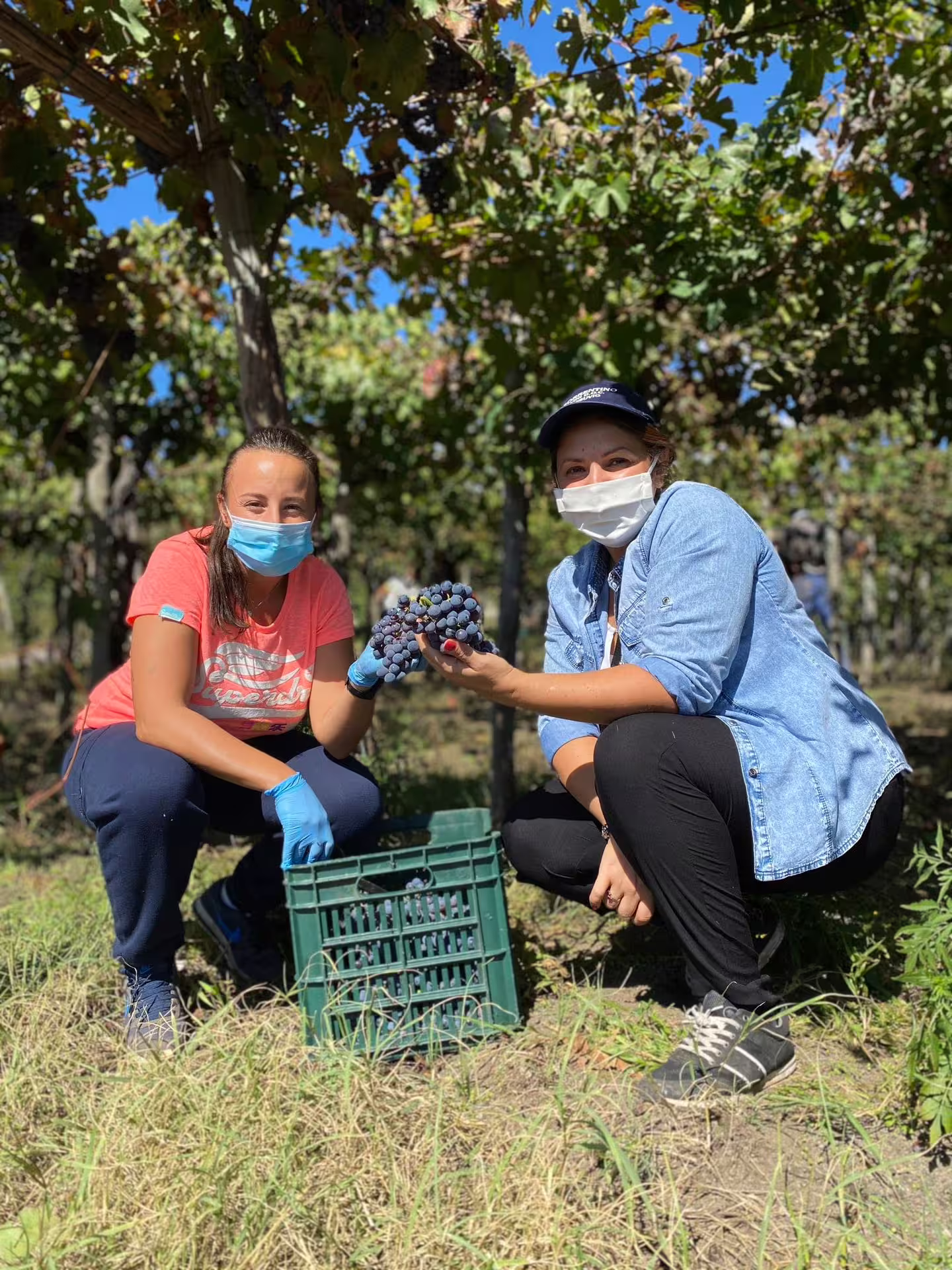 Two women in masks harvest ripe grapes by hand in a sunny educational vineyard during harvest time farm tour experience