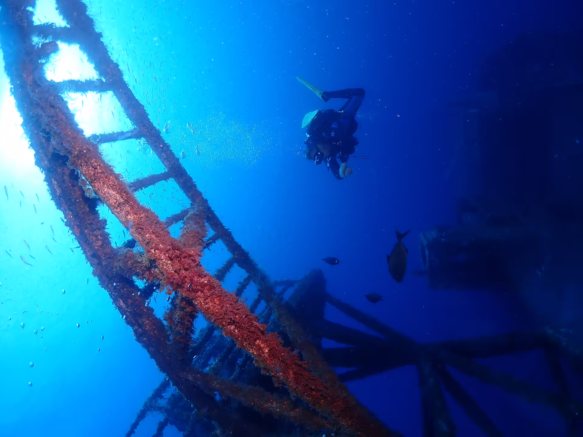 Diver explores vibrant marine life around the sunken Wreck Corveta Afonso Cerqueira in crystal-clear Madeira waters.
