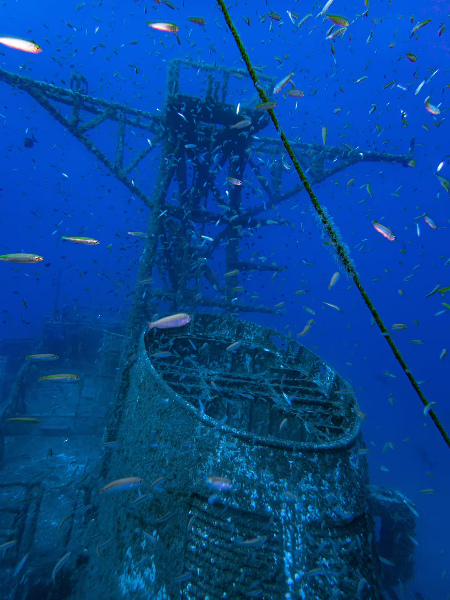 Explore the vibrant marine life surrounding the sunken Wreck Corveta Afonso Cerqueira in this captivating underwater scene.