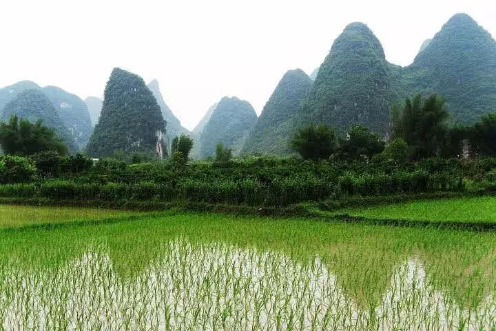 Lush Yangshuo rice paddies with towering karst mountains, perfect for a scenic Shilihualang and Xingping Li River tour.