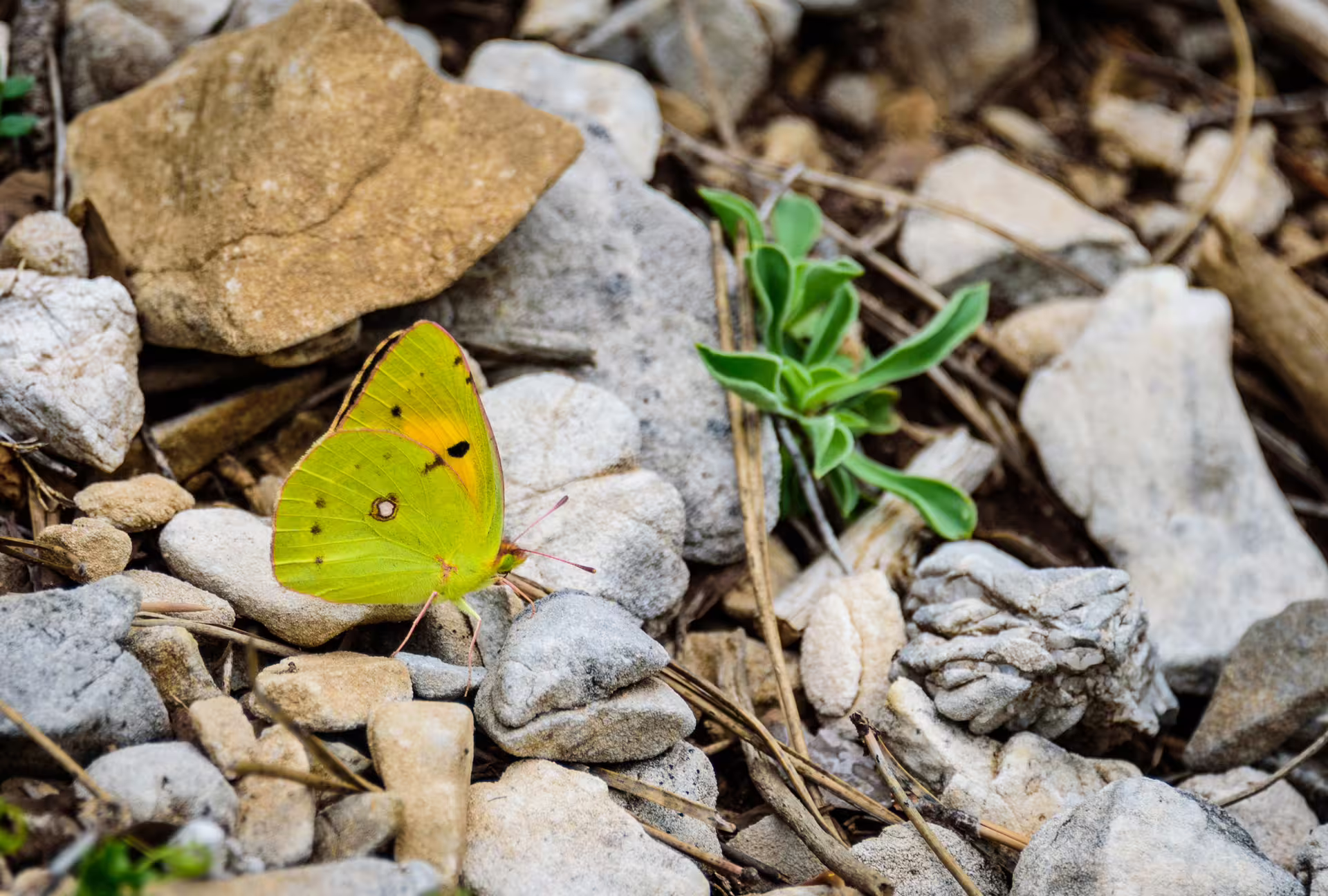 Yellow butterfly on rocky alpine path in Taygetos, nature spotting on 2407m summit hiking tour Greece