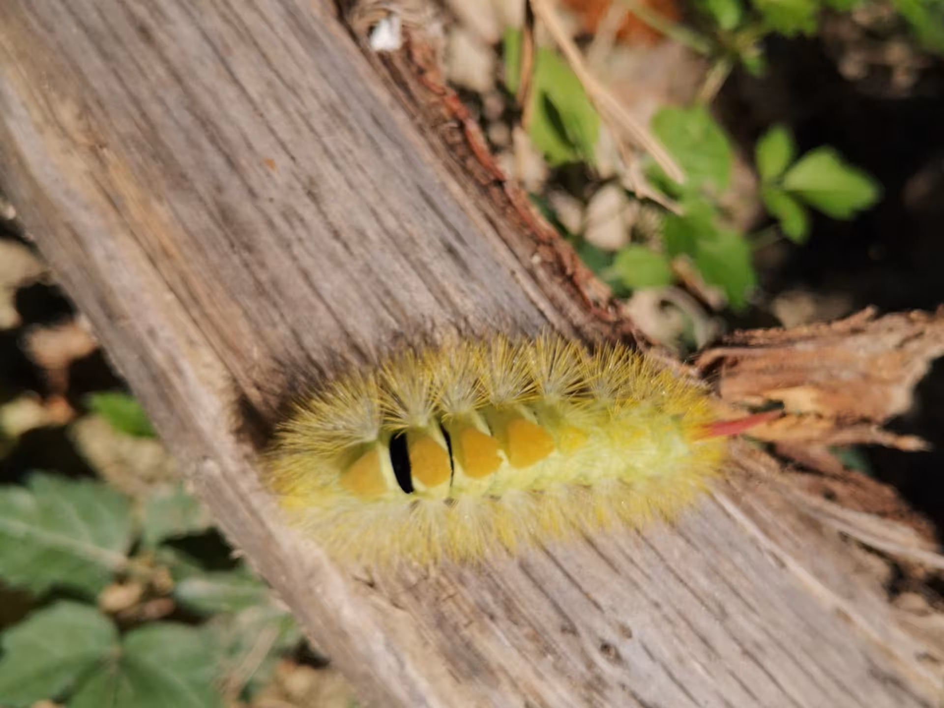 Vibrant yellow caterpillar on a wooden surface at a Pesaro farm nature tour, highlighting unique wildlife encounters.