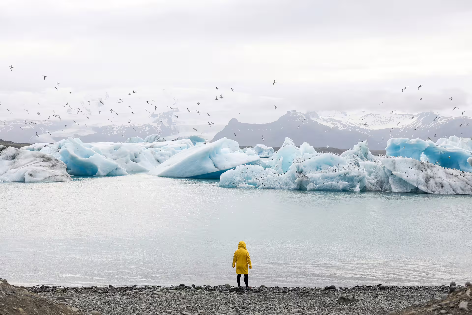 Visitor in yellow jacket standing before Jokulsarlon Glacier Lagoon icebergs with Arctic terns soaring overhead Iceland