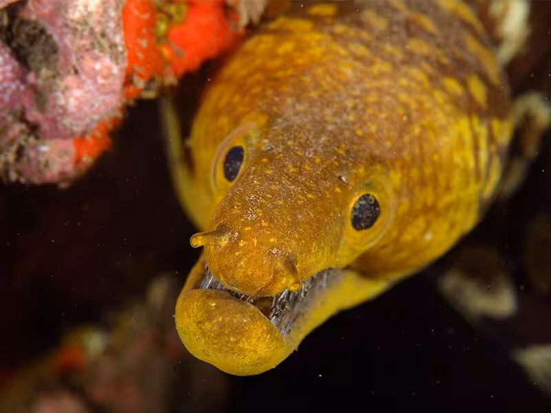 Close-up of a yellow moray eel peeking from coral, highlighting the thrilling encounters on a wreck diving adventure.