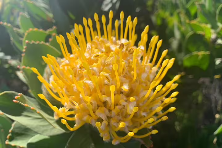 Close-up of vibrant yellow Protea flower in full bloom at Kirstenbosch Botanical Gardens, Cape Town.