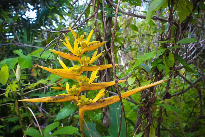 Bright yellow tropical flower amidst lush Amazon jungle foliage at Amazon Mamori Lodge, perfect for nature enthusiasts.