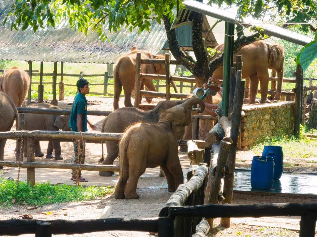 Young elephants being cared for by a handler at a sanctuary, highlighting wildlife conservation efforts in Sri Lanka.
