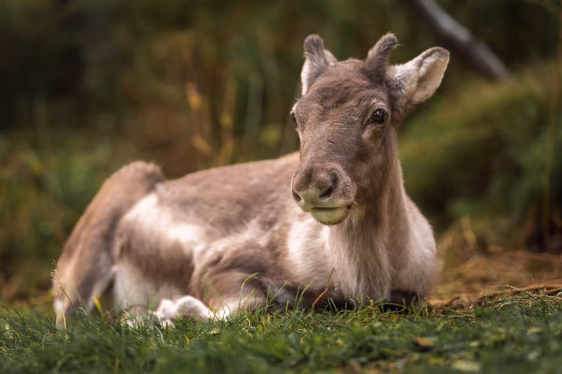 Young reindeer calf resting on green grass in the Eastfjords of Iceland