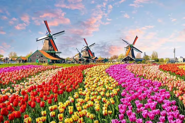 Zaanse Schans windmills behind vibrant tulip fields near Amsterdam on a private day trip to Volendam and Marken