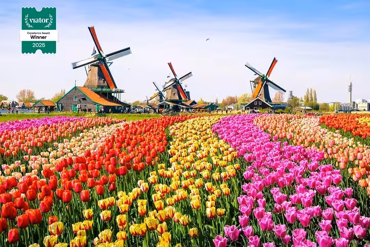Zaanse Schans windmills behind vibrant tulip fields, highlight of a private Volendam tour with cheese and clogs