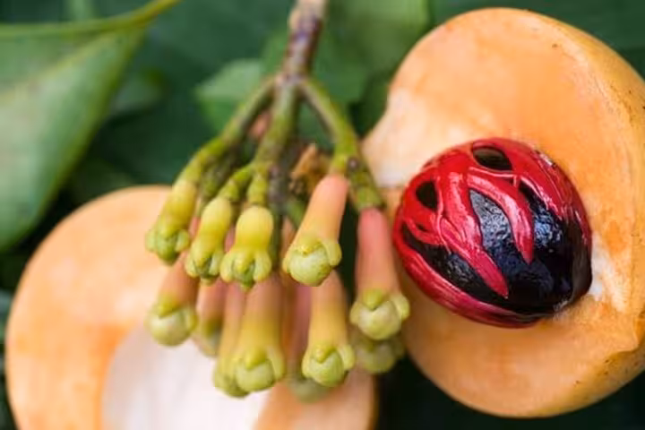 Close-up of nutmeg and clove spices, highlighting the rich agricultural heritage of Zanzibar's spice tours.