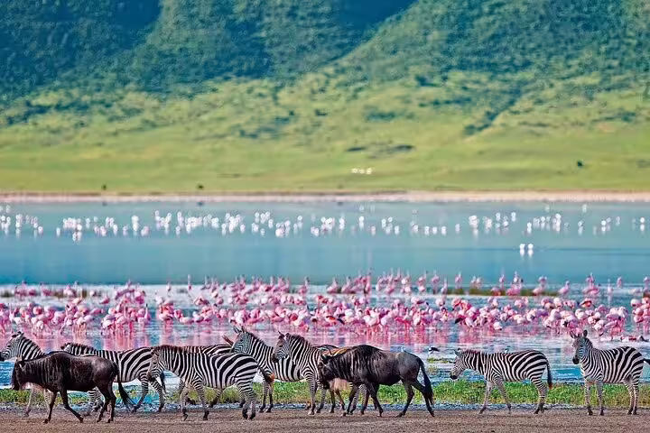 Zebras and flamingos by a vibrant lake, showcasing wildlife diversity on the 2-day Nakuru private safari tour.