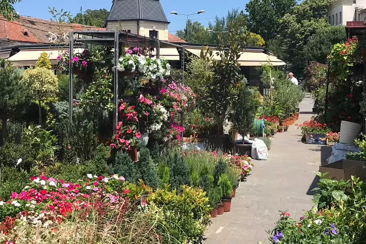 Colorful Zemun flower market stalls along a leafy street on a private Belgrade and Old Zemun walk