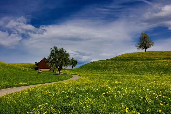Green rolling hills with yellow wildflowers, a red barn, winding road and trees under blue sky near Zürich